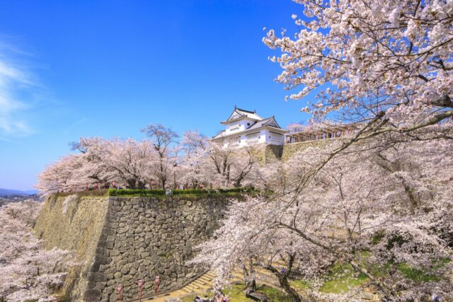 津山城・桜